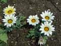 Gazania rigens Daybreak
