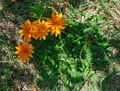 Gazania rigens