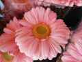 Gerbera hybride