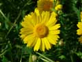 Glebionis segetum, Chrysanthemum segetum