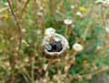 Glebionis segetum, Chrysanthemum segetum