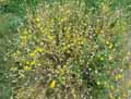 Glebionis segetum, Chrysanthemum segetum