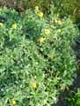 Glebionis segetum, Chrysanthemum segetum