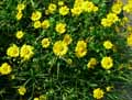 Glebionis segetum, Chrysanthemum segetum