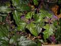 Gynura aurantiaca