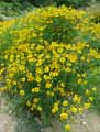 Helenium autumnale