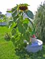 Helianthus annuus