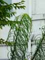 Helianthus salicifolius