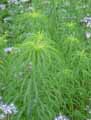 Helianthus salicifolius