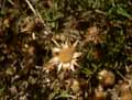 Helichrysum stoechas