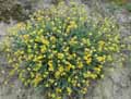Helichrysum stoechas