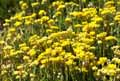 Helichrysum stoechas