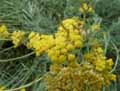 Helicrysum italicum, Helicrysum angustifolium
