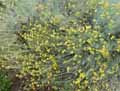 Helicrysum italicum, Helicrysum angustifolium