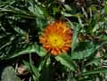 Hieracium aurantiacum