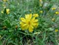 Hieracium lactucella