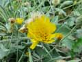 Hieracium lanatum