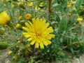 Hieracium umbellatum