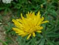 Hieracium villosum