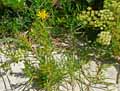Inula crithmoides