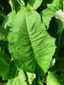 Inula helenium