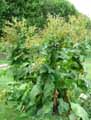 Inula helenium
