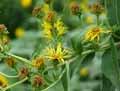 Inula helenium
