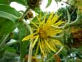 Inula helenium