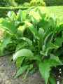 Inula helenium