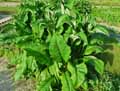 Inula helenium