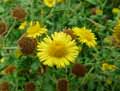 Inula hirta