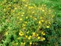 Inula hirta