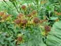 Inula spiraeifolia