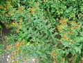 Inula spiraeifolia