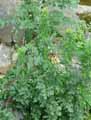 Jacobaea vulgaris, Senecio jacobaea