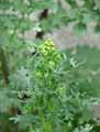 Jacobaea vulgaris, Senecio jacobaea