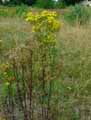 Jacobaea vulgaris, Senecio jacobaea