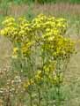 Jacobaea vulgaris, Senecio jacobaea