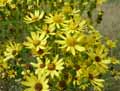 Jacobaea vulgaris, Senecio jacobaea