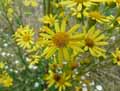 Jacobaea vulgaris, Senecio jacobaea