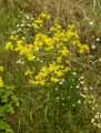 Jacobaea vulgaris, Senecio jacobaea