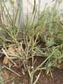 Kleinia madagascariensis