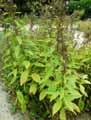 Lactuca bourgaei, Cicerbita bourgaei, Mulgedium bourgaei