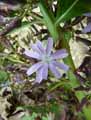 Lactuca bourgaei, Cicerbita bourgaei, Mulgedium bourgaei