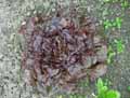 Lactuca quercina