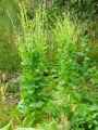 Lactuca sativa