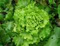 Lactuca sativa var. capitata