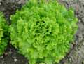Lactuca sativa var. capitata