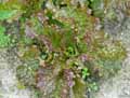 Lactuca sativa var. capitata Rouge Grenobloise
