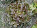 Lactuca sativa var. capitata Rouge
